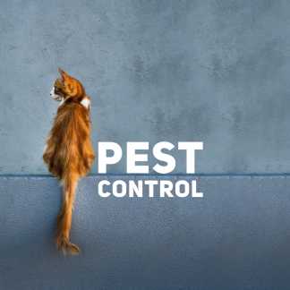 Cat Pest Control