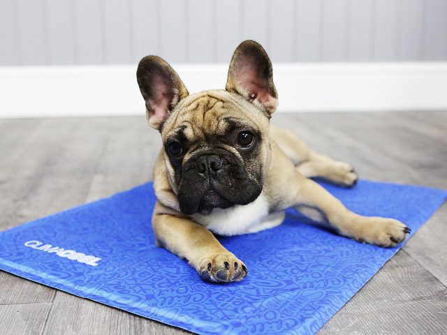 ClimaCOOL Self Cooling Dog Mat (Small - Medium)