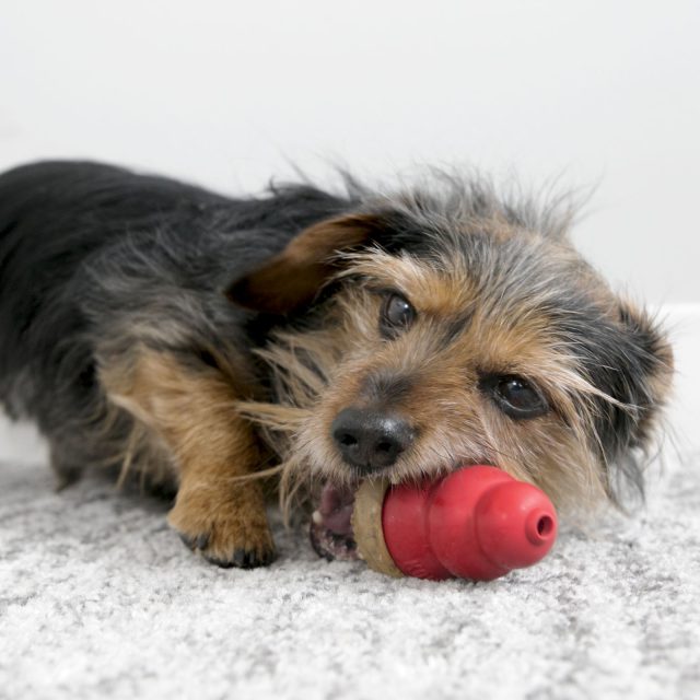 Kong Classic (Small)