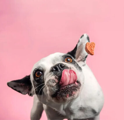Dog/Cat Nutritional Health Consultation