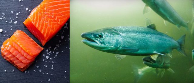 Redpaw - BeKind Superfood Scottish Salmon - Grainfree - 65% Fish - 12kg - Image 4