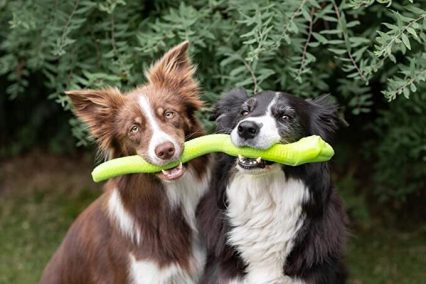 Large Interactive Treat Snake Dog Toy (Green)