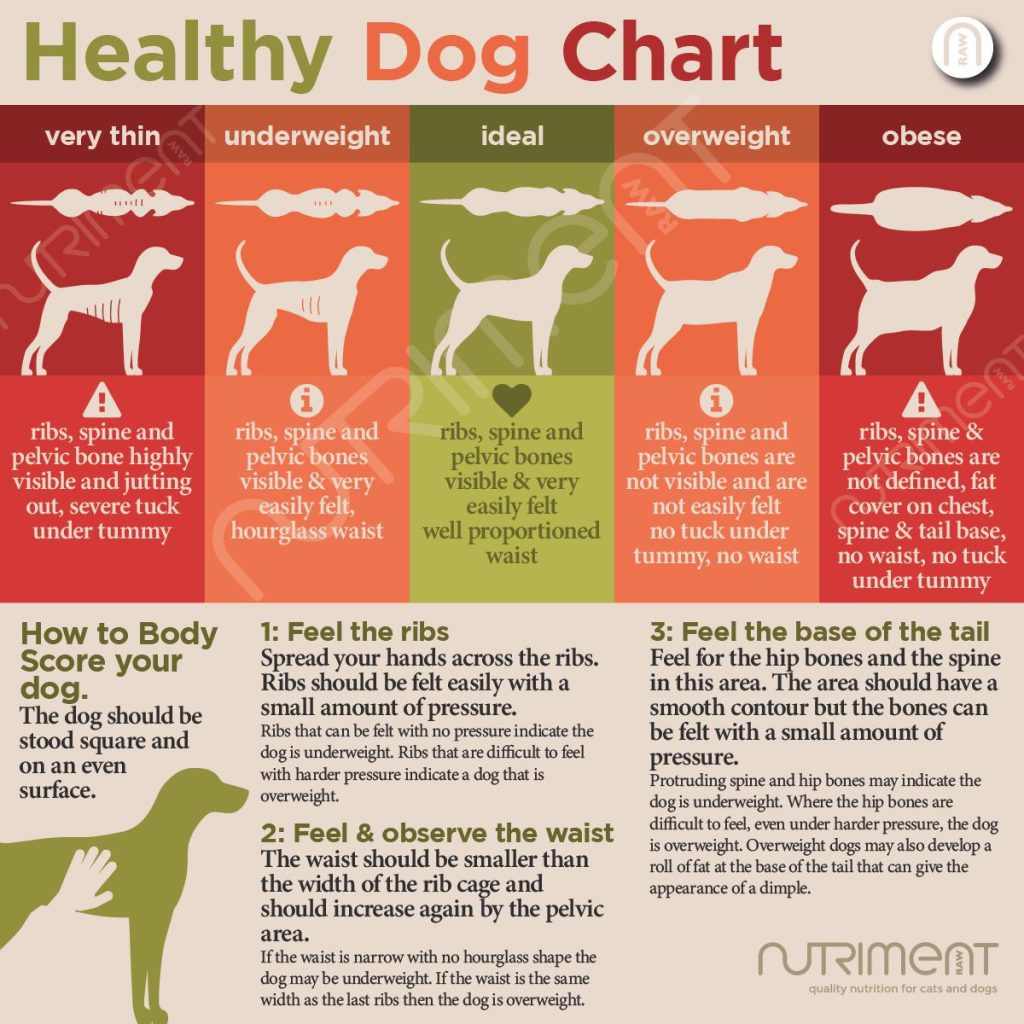 Dog Body Conditioning Redpaw