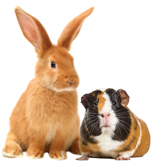 Rabbit & Guinea Pig