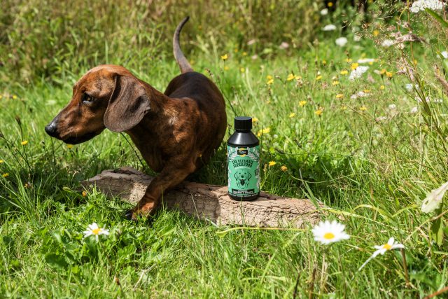 Proflax Immunity & Vitality for Dogs - Image 2