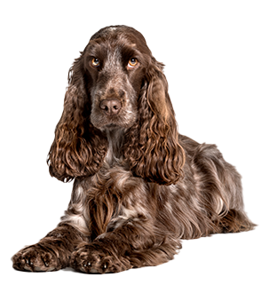 Senior Dog
